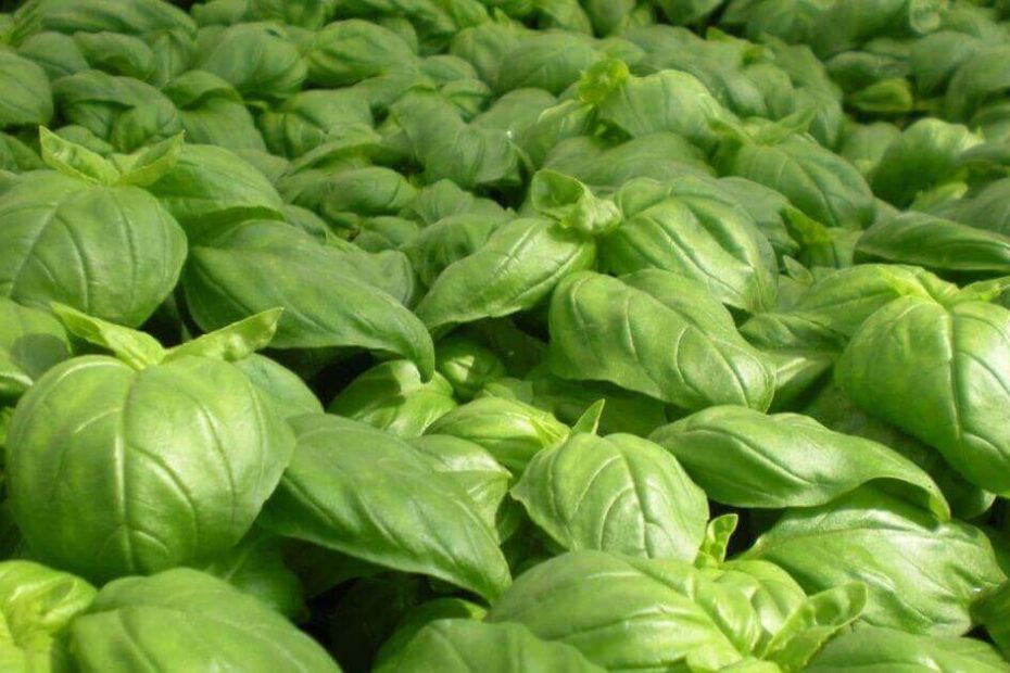 how to keep the hydroponic basil alive