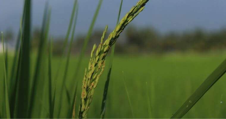 can you grow rice hydroponically