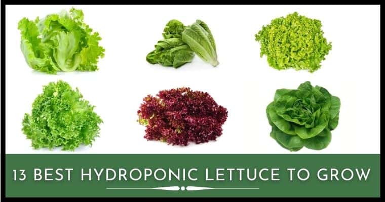 Best Hydroponic Lettuce to Grow