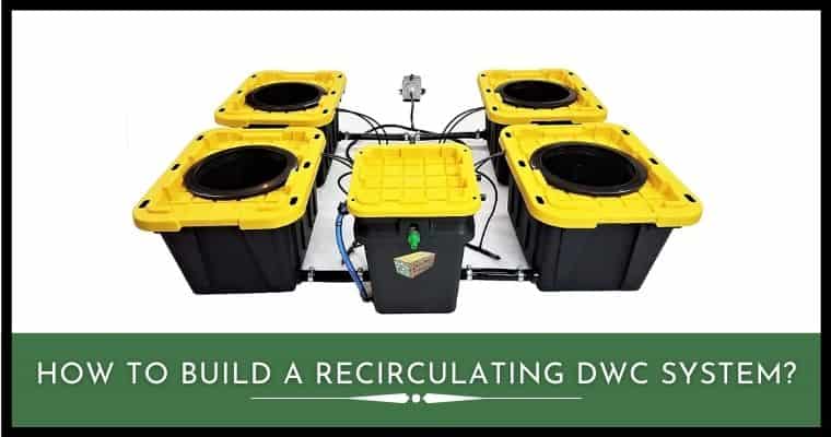 How To Build A Recirculating Deep Water Culture System Hydroponics
