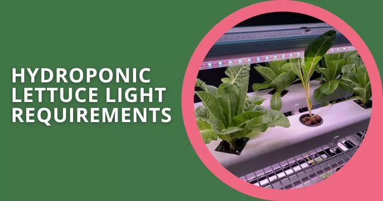 hydroponic lettuce light requirements